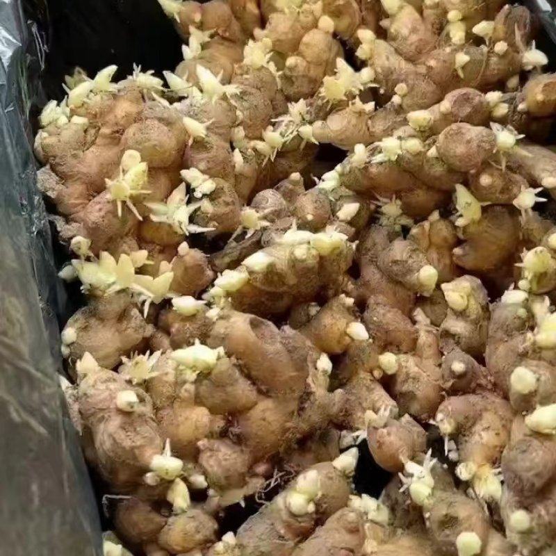 姜种，大黄姜小黄姜，优质品种