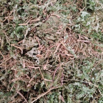 石上柏