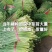 寿光韭苔