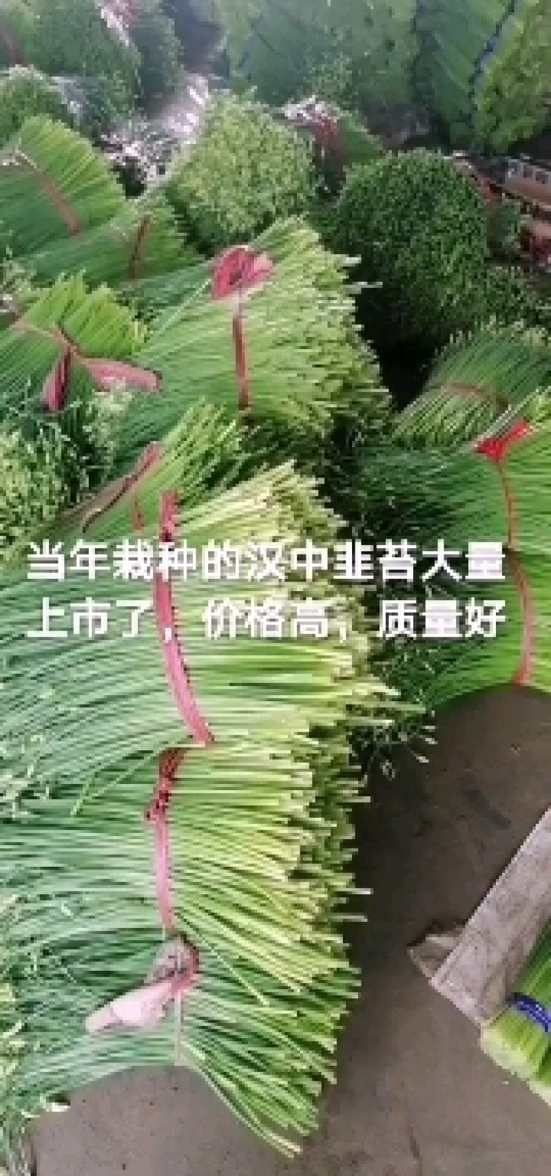 寿光韭苔