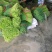 寿光韭苔