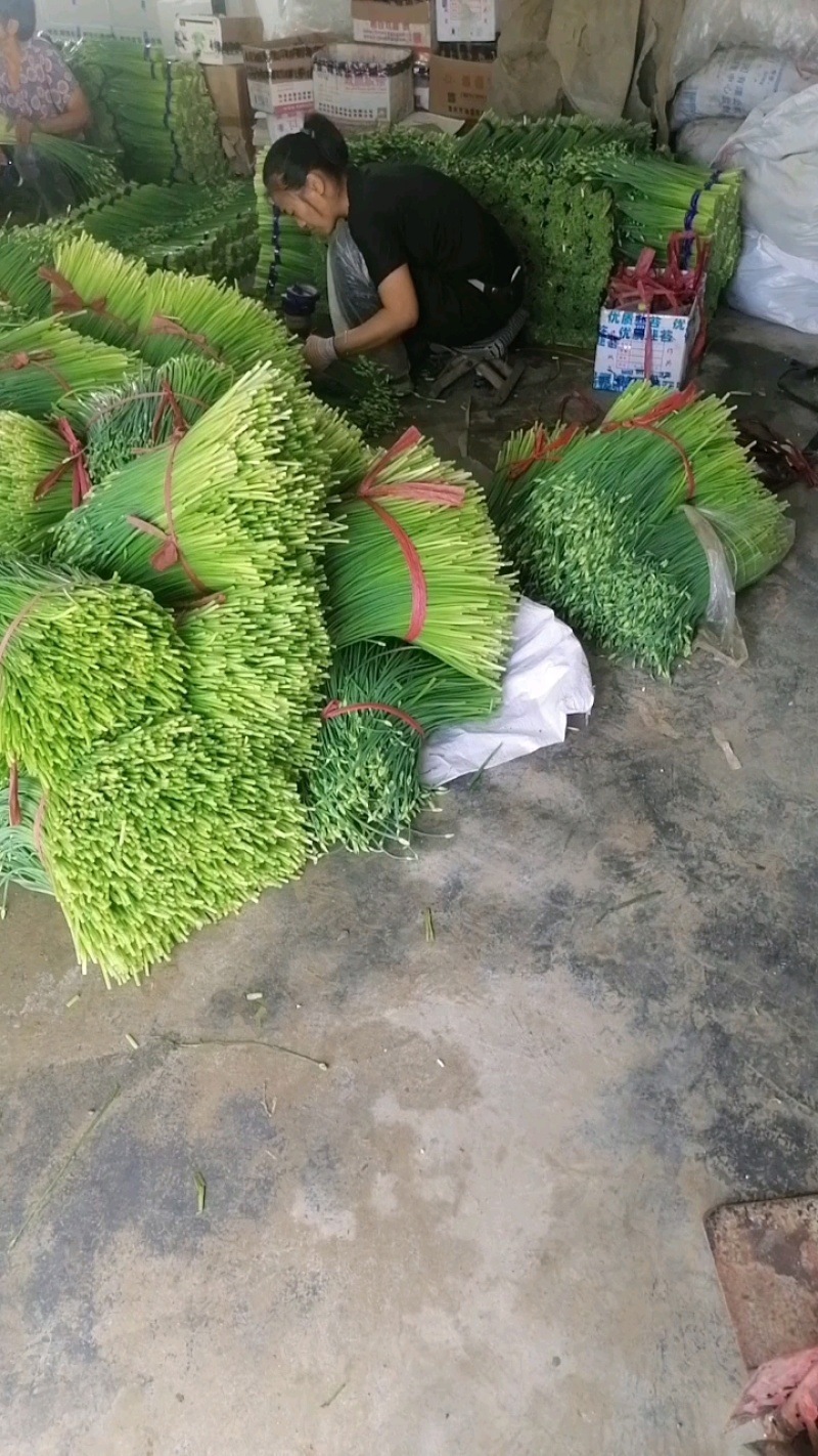 寿光韭苔