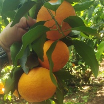 新鲜沃柑产地直发，现场看货，现摘现发，也可视频看货