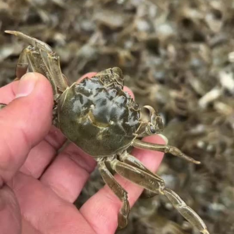 盘锦优质蟹苗河蟹苗基地直供高产蟹苗无病无菌技术指导
