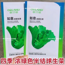 四季耐热耐寒生菜种子浓绿半结球生菜种子爽脆不苦散叶生菜籽