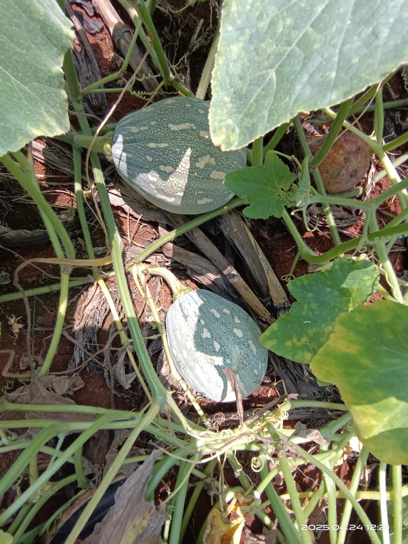 湛江QQ南瓜大量靓货
