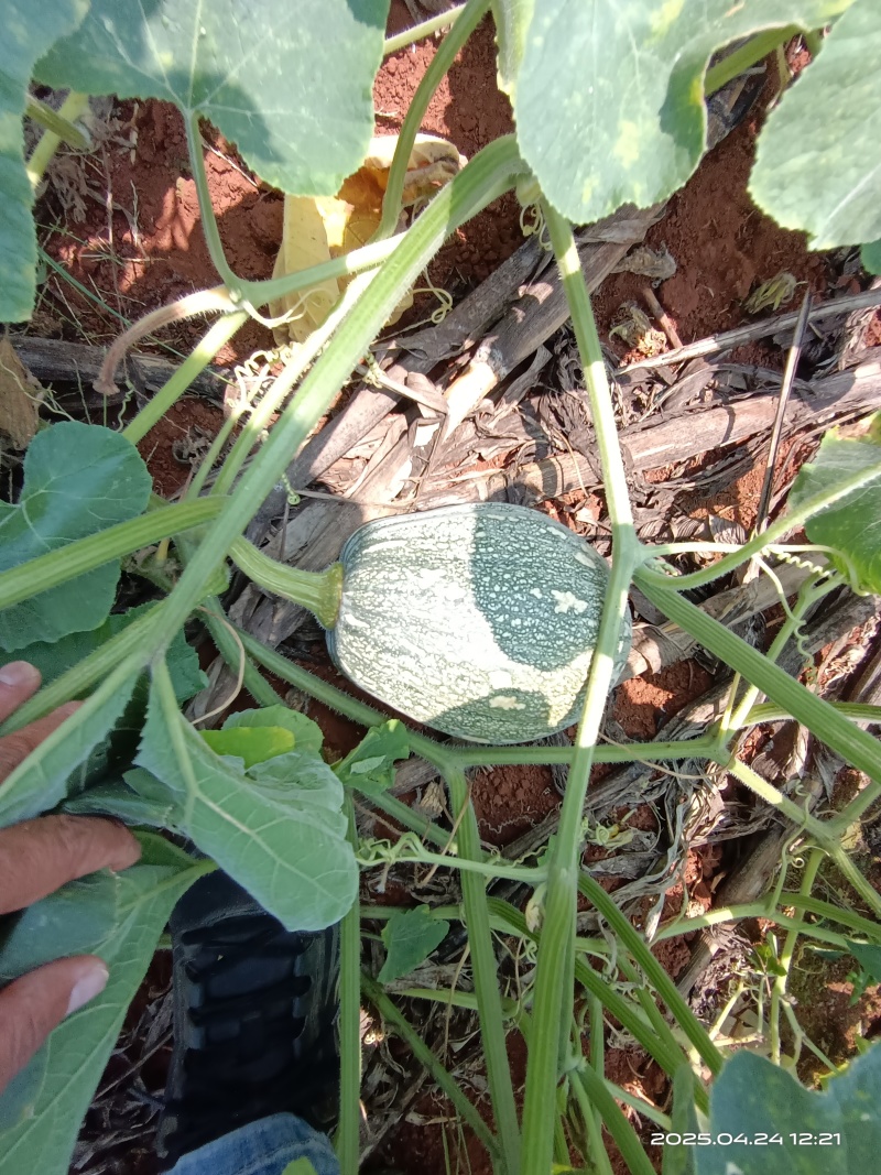 湛江QQ南瓜大量靓货