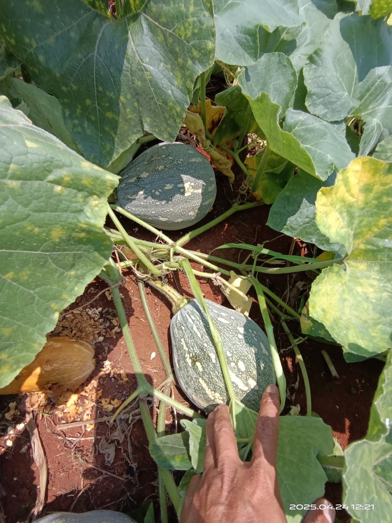 湛江QQ南瓜大量靓货