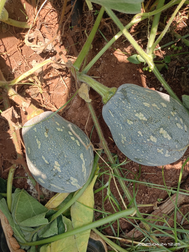 湛江QQ南瓜大量靓货