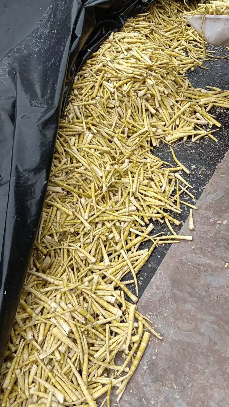 罗汉笋新鲜，来自大自然的馈赠，每条都有原有竹香