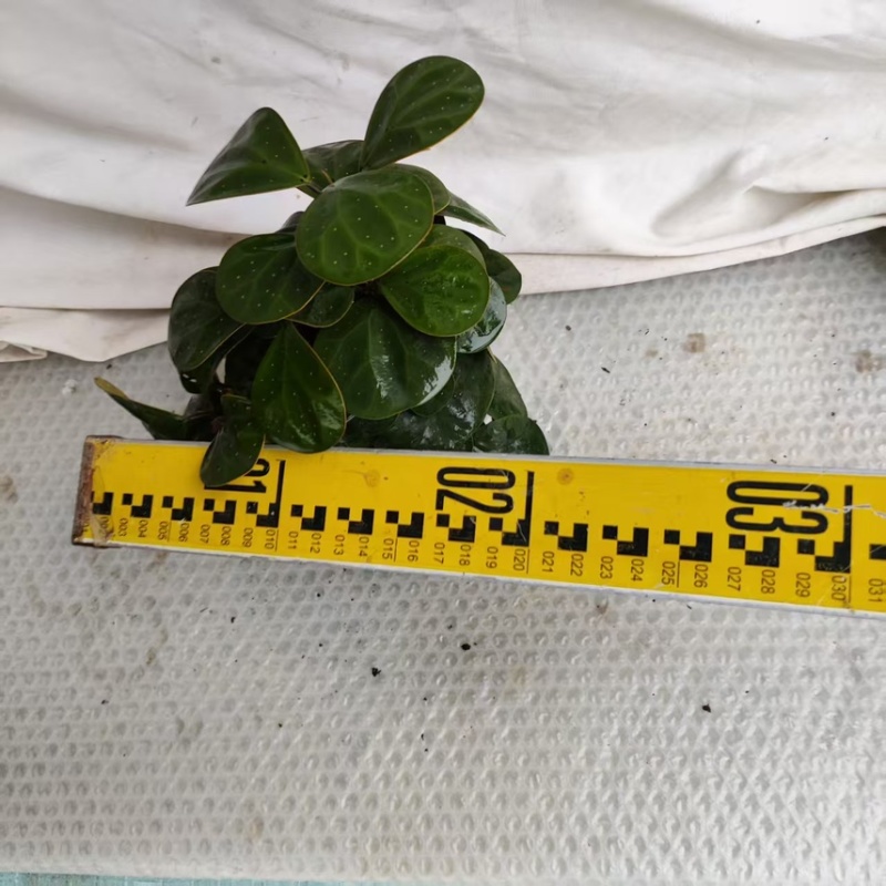 110#单头多叉菩提，30装35装广州基地直销