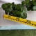 110#单头多叉菩提，30装35装广州基地直销