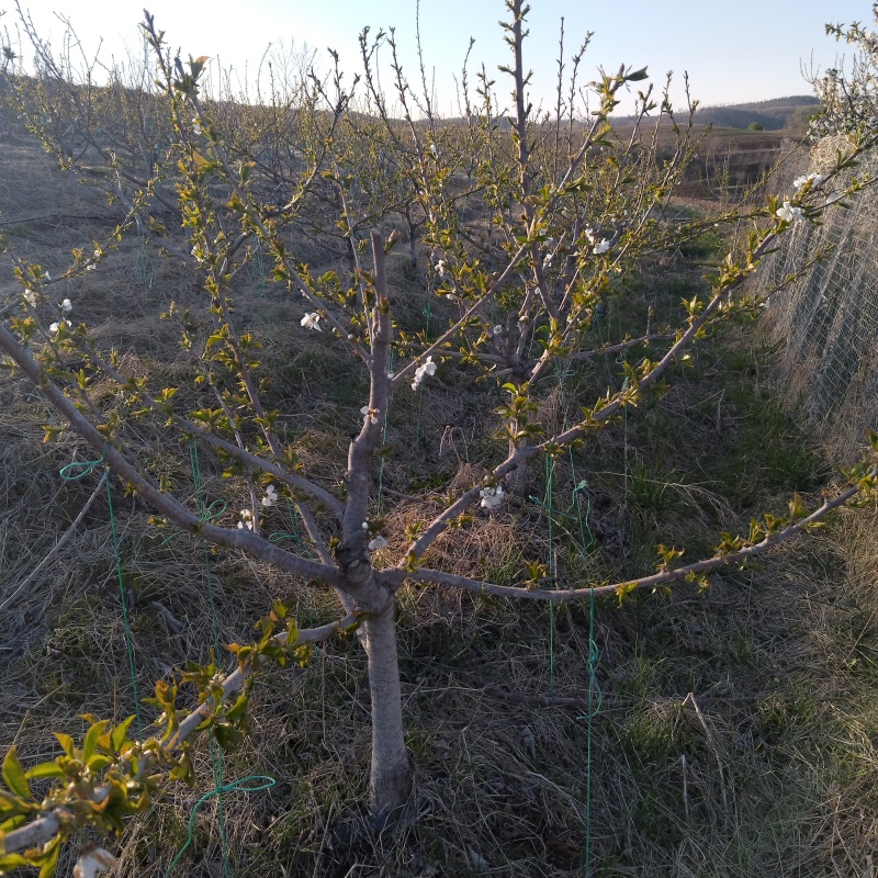 樱桃树