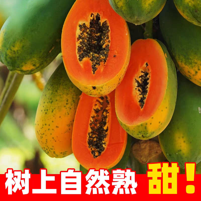 木瓜大青红心木瓜电白源产地货源充足全国直供