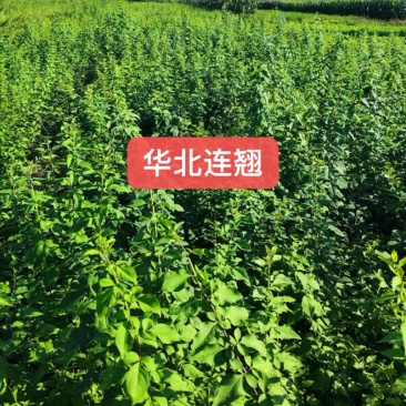 华北药用连翘杯苗大果中药连翘营养杯苗大量