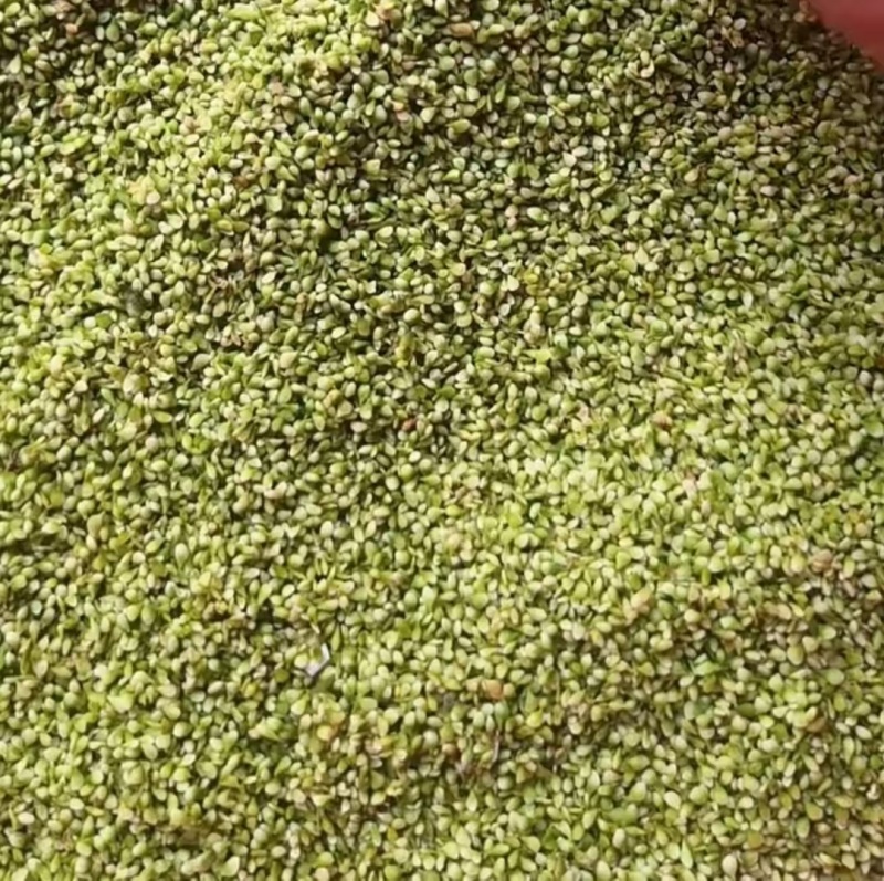 手工采的猫爪种子