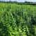 华北药用连翘杯苗大果中药连翘营养杯苗大量