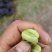 浙江精品蚕豆