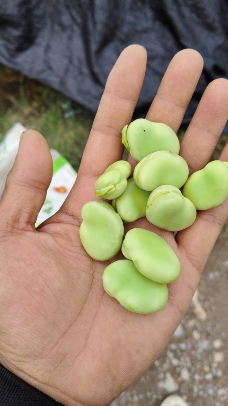 浙江精品蚕豆