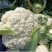 【优选】河北花菜/松花菜/散花/白面青梗松花菜/基地直发