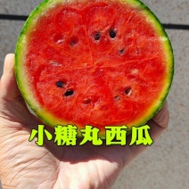 潍坊小糖丸西瓜2K西瓜冰淇淋西瓜手剥皮西瓜小吊瓜