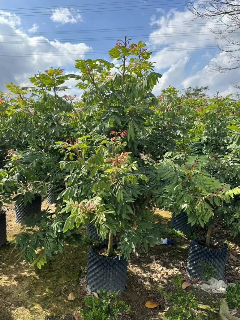 龙眼苗直生苗嫁接苗，头径1公分-25公分大量出货