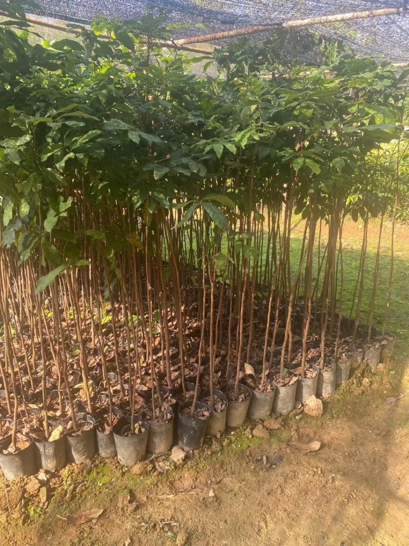 龙眼苗直生苗嫁接苗，头径1公分-25公分大量出货