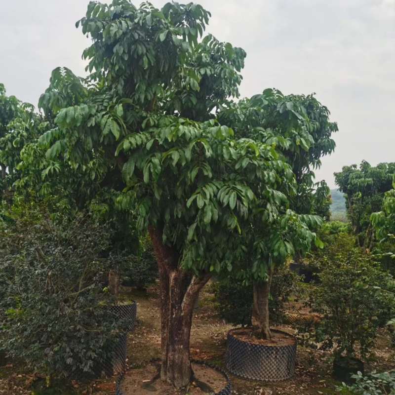 龙眼苗直生苗嫁接苗，头径1公分-25公分大量出货