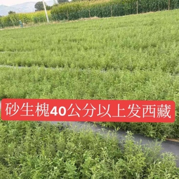 砂生槐40公分50公分60公分以上发西藏