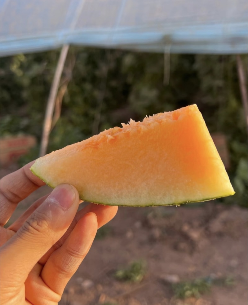 头茬精品哈密瓜西州蜜可视频看货