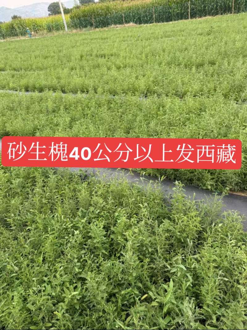 砂生槐40公分50公分60公分以上发西藏