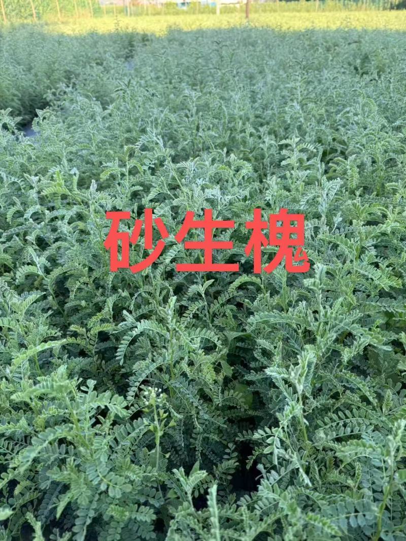 砂生槐40公分50公分60公分以上发西藏