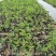 砂生槐40公分50公分60公分以上发西藏