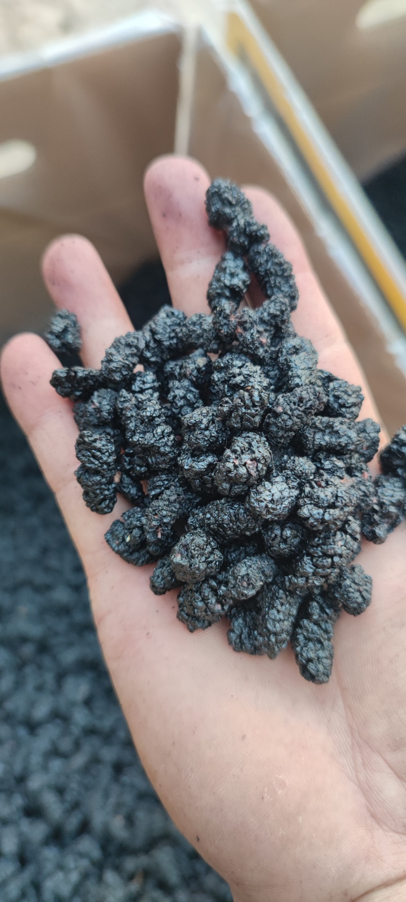 桑葚干黑桑子干果桑椹干花茶饮片药厂货泡酒专用