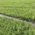 砂生槐40公分50公分60公分以上发西藏
