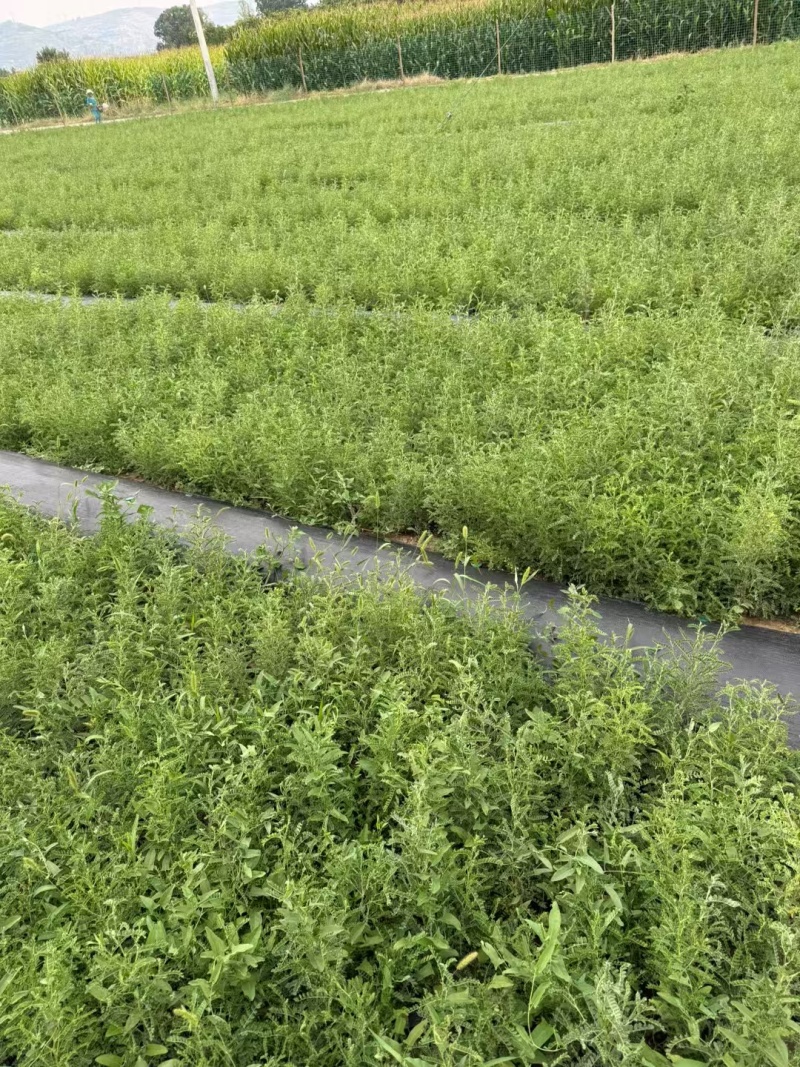 砂生槐40公分50公分60公分以上发西藏