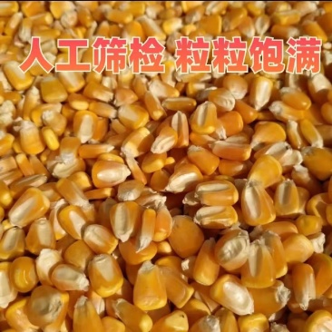 玉米，干玉米粒。袋装散装容重720以上。净粮无霉变。水分