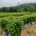 【官方旗舰店】广东荷木/木荷/根系发达，成活率高欢迎来电
