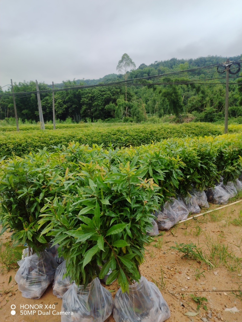 【官方旗舰店】广东荷木/木荷/根系发达，成活率高欢迎来电