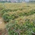 【官方旗舰店】广东荷木/木荷/根系发达，成活率高欢迎来电