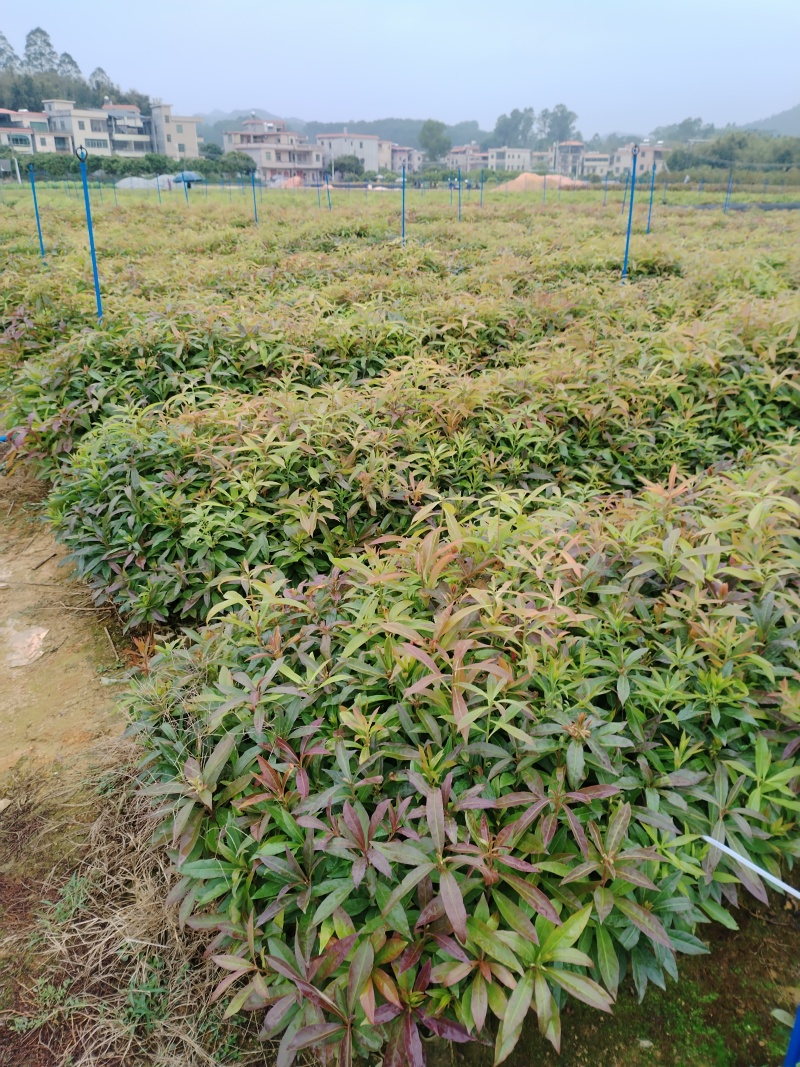 【官方旗舰店】广东荷木/木荷/根系发达，成活率高欢迎来电