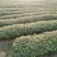 【官方旗舰店】广东荷木/木荷/根系发达，成活率高欢迎来电