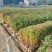 【官方旗舰店】广东荷木/木荷/根系发达，成活率高欢迎来电