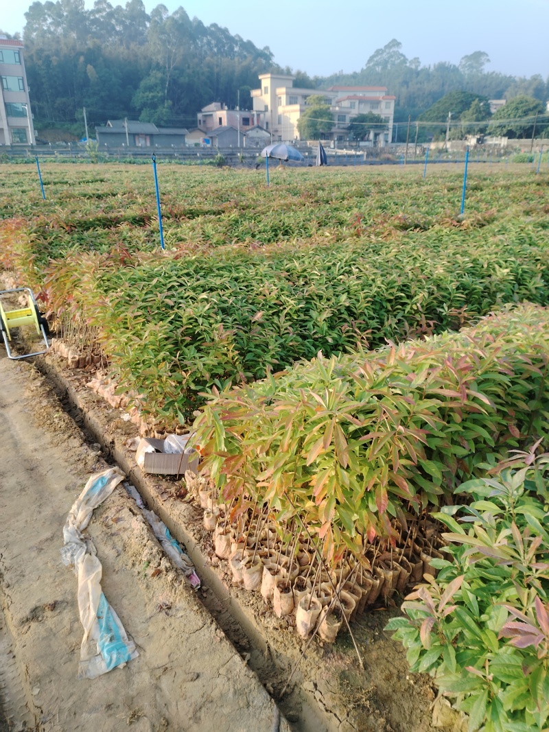 【官方旗舰店】广东荷木/木荷/根系发达，成活率高欢迎来电