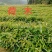【官方旗舰店】广东荷木/木荷/根系发达，成活率高欢迎来电