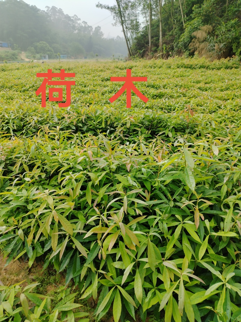 【官方旗舰店】广东荷木/木荷/根系发达，成活率高欢迎来电