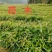 【官方旗舰店】广东荷木/木荷/根系发达，成活率高欢迎来电