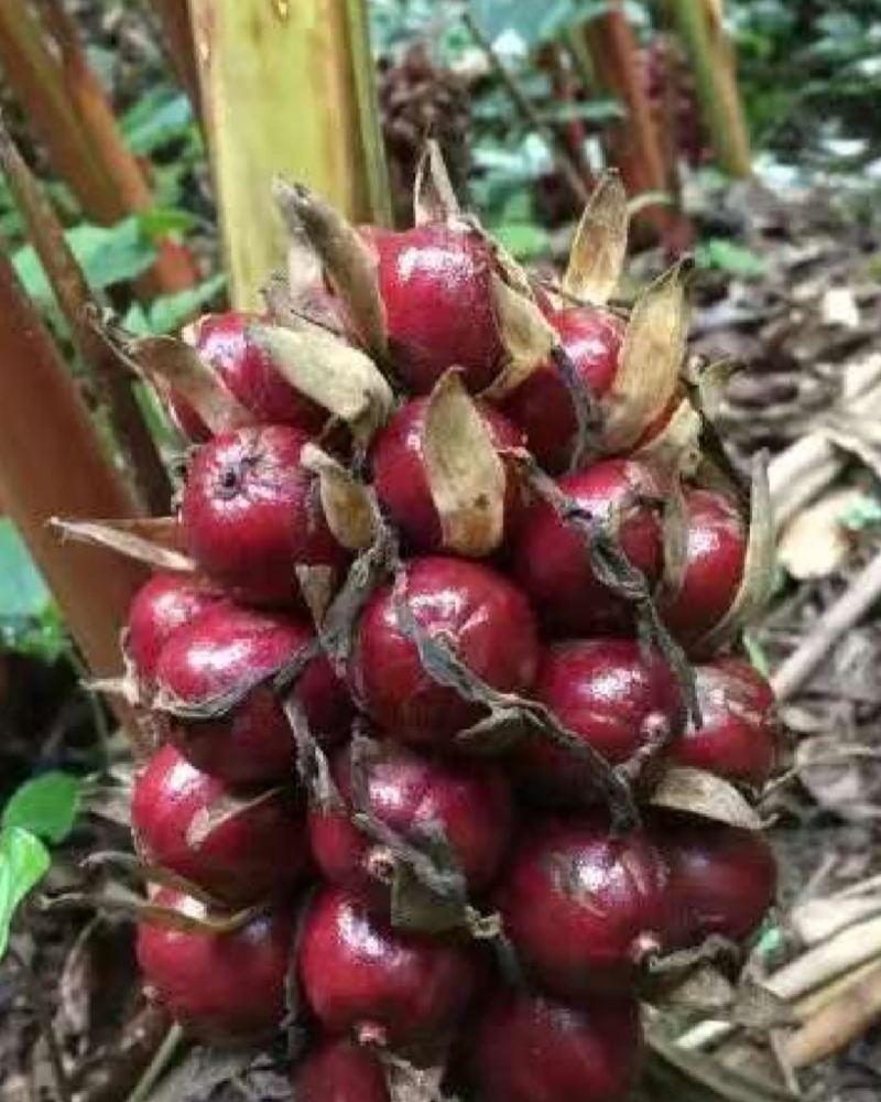 草果