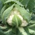 明研65天有钱花青梗松花菜种子优质高产耐热耐湿花菜春秋