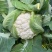 明研65天有钱花青梗松花菜种子优质高产耐热耐湿花菜春秋